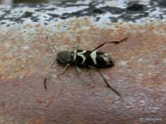 Perissus indistinctus