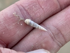 Terebrinae