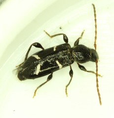Phymatodes nitidus