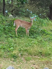 Odocoileus virginianus