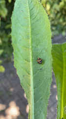 Harmonia axyridis