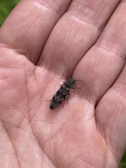 Diacanthous undulatus