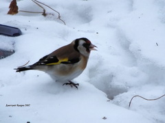 Carduelis carduelis