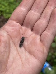 Diacanthous undulatus