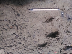 Tapirus terrestris