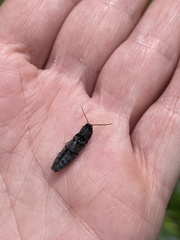 Diacanthous undulatus