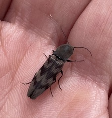 Diacanthous undulatus