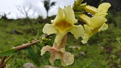 Incarvillea lutea