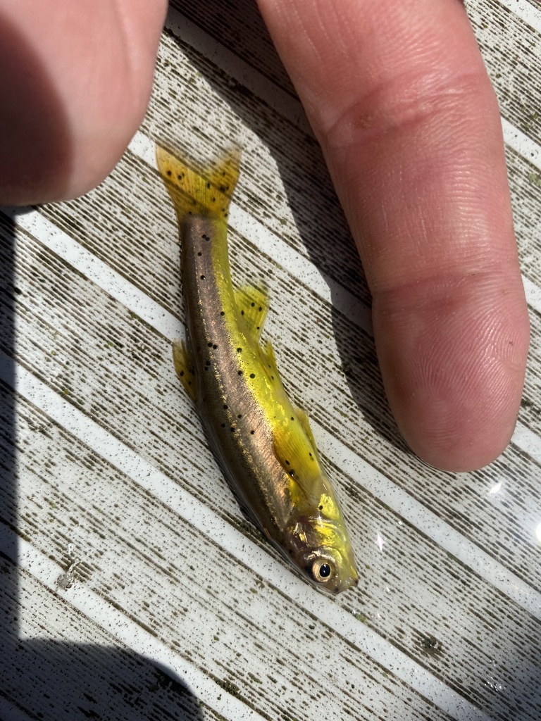 Finescale Dace