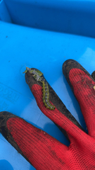 Cydalima perspectalis