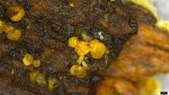 Trichoderma citrinum