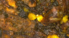Trichoderma citrinum