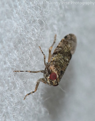 Catonia nava