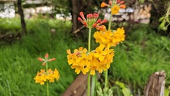 Primula bulleyana