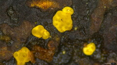 Trichoderma citrinum