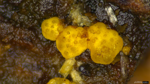 Trichoderma citrinum