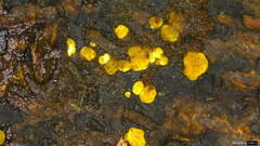 Trichoderma citrinum