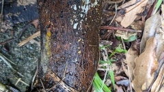 Trichoderma citrinum