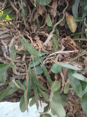 Microgramma mortoniana