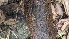 Trichoderma citrinum
