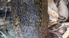 Trichoderma citrinum