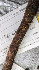 Trichoderma citrinum