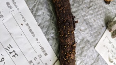 Trichoderma citrinum