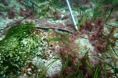 Pugnaso curtirostris