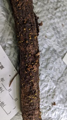 Trichoderma citrinum