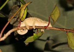 Bradypodion melanocephalum