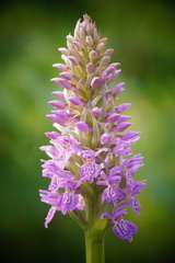 Dactylorhiza majalis baltica