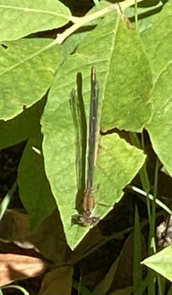 American Rubyspot from Allamuchy Mountain Park, Stanhope, NJ, US on