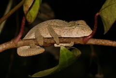 Bradypodion melanocephalum