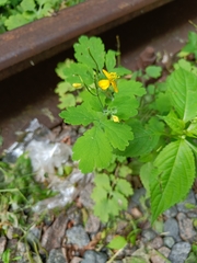 Chelidonium majus