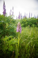 Dactylorhiza majalis baltica