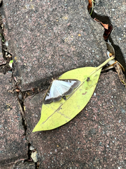 Cydalima perspectalis