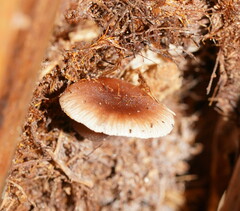 Lentinellus tasmanicus