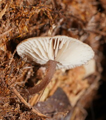 Lentinellus tasmanicus