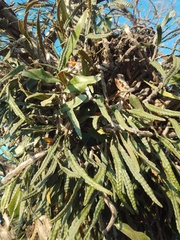 Microgramma mortoniana