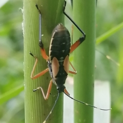 Notobitus meleagris