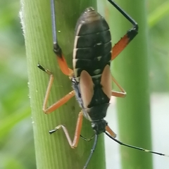 Notobitus meleagris