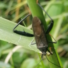 Notobitus meleagris