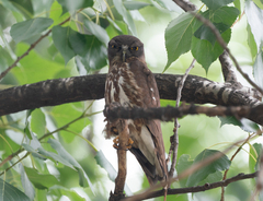 Ninox japonica