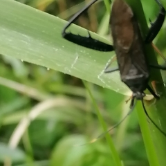 Notobitus meleagris