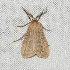 Pagara simplex
