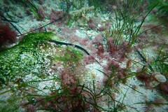 Pugnaso curtirostris