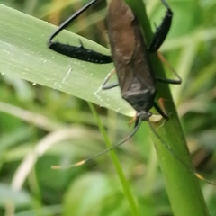 Notobitus meleagris