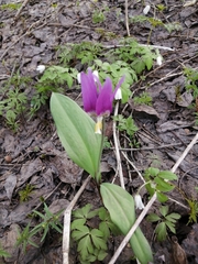 Erythronium sibiricum