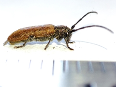 Anaesthetis testacea