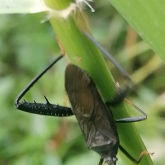 Notobitus meleagris